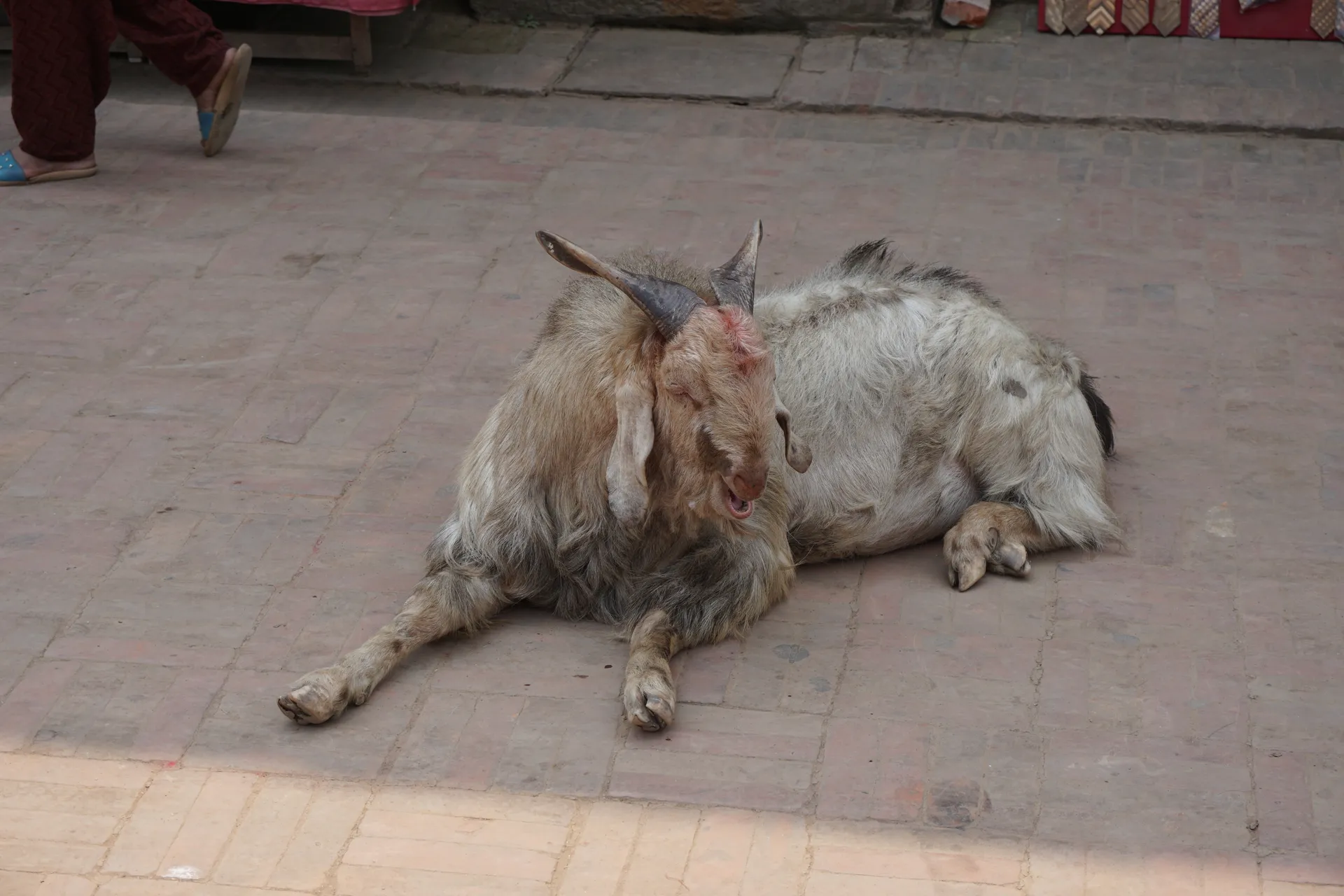 Nepal